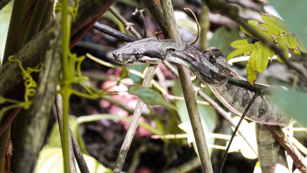 Serpientes en el Valle de Aburrá