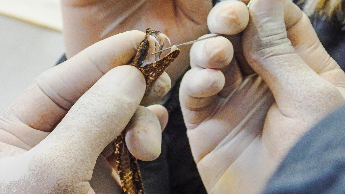 Serpientes en el Valle de Aburrá