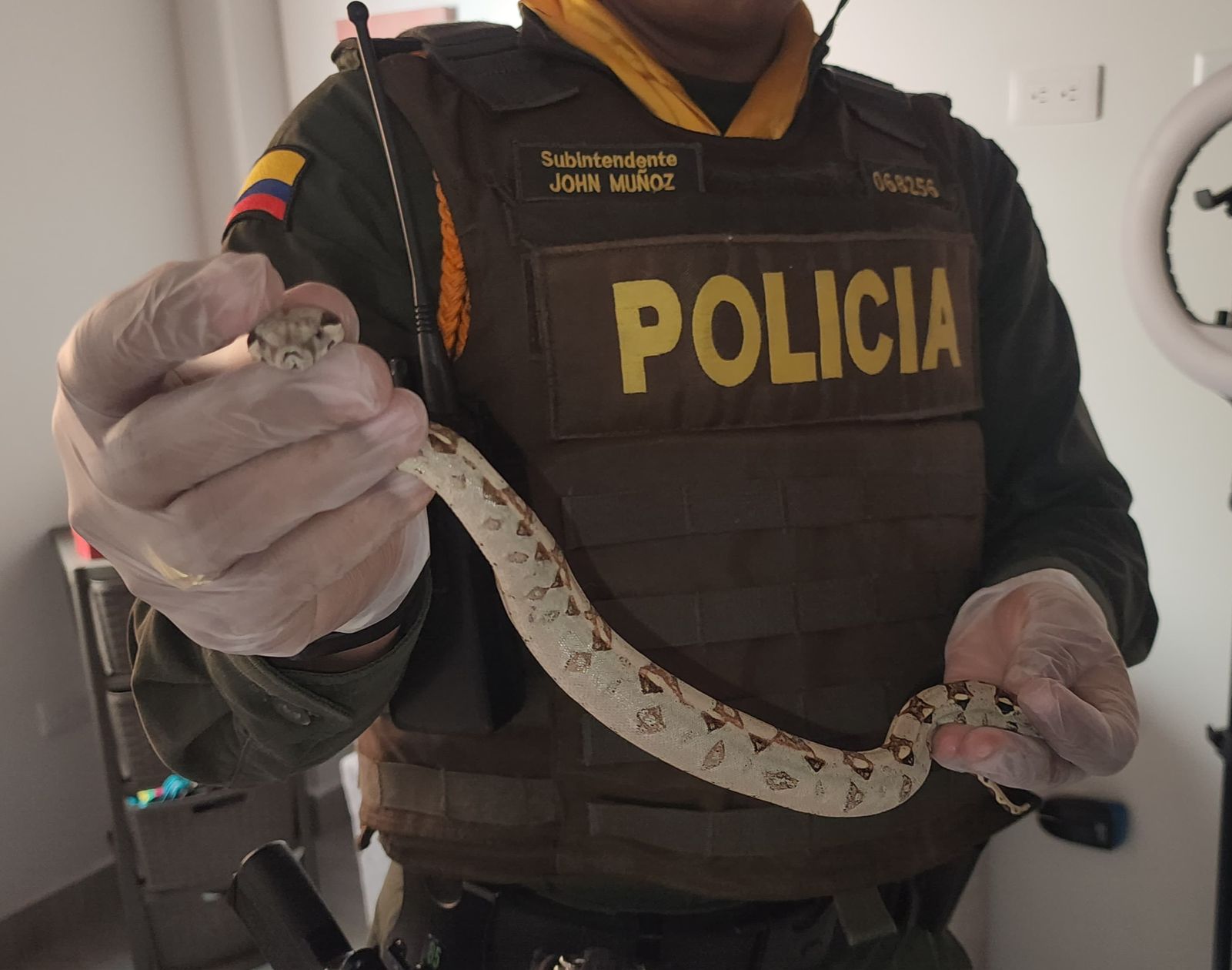 Joven tenía una serpiente constrictora, un pez globo disecado y una cabeza de babilla en su apartamento: Lo capturaron en Sabaneta