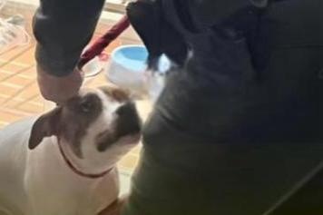 Hombre que agarró a golpes a su perro en un ascensor de Itagüí deberá pagar $10 millones