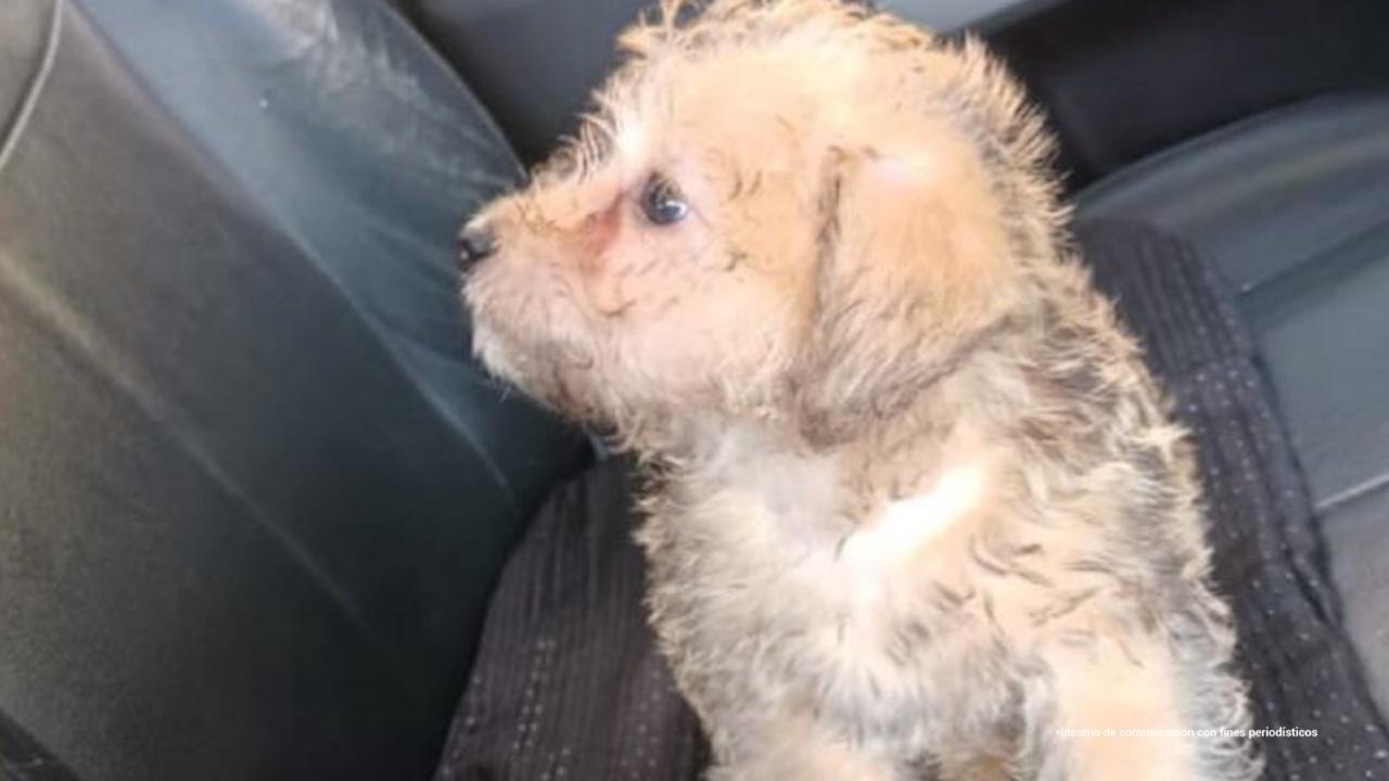 Por venganza contra su expareja, mujer arrojó a un perro desde piso 12 de un edificio en Bello