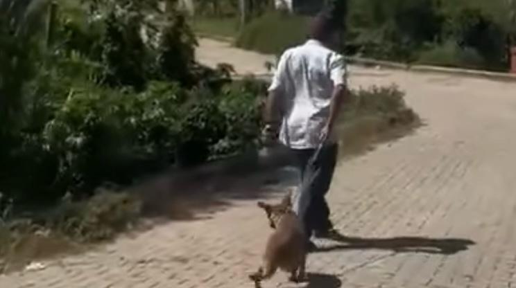 Hombre arrastró a un perro con una soga en Abejorral, autoridades investigan