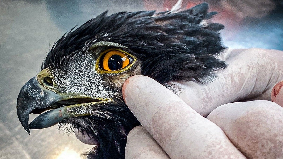 Águila negra llega con impacto de proyectil tipo perdigón en el Valle de Aburrá