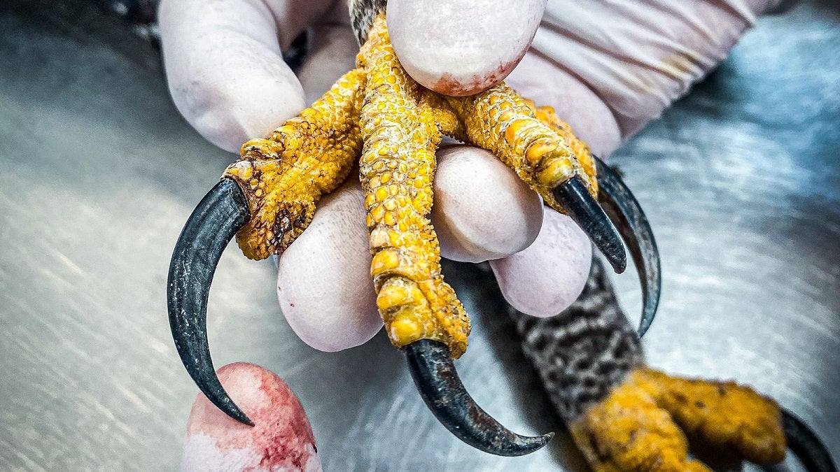 Águila negra llega con impacto de proyectil tipo perdigón en el Valle de Aburrá