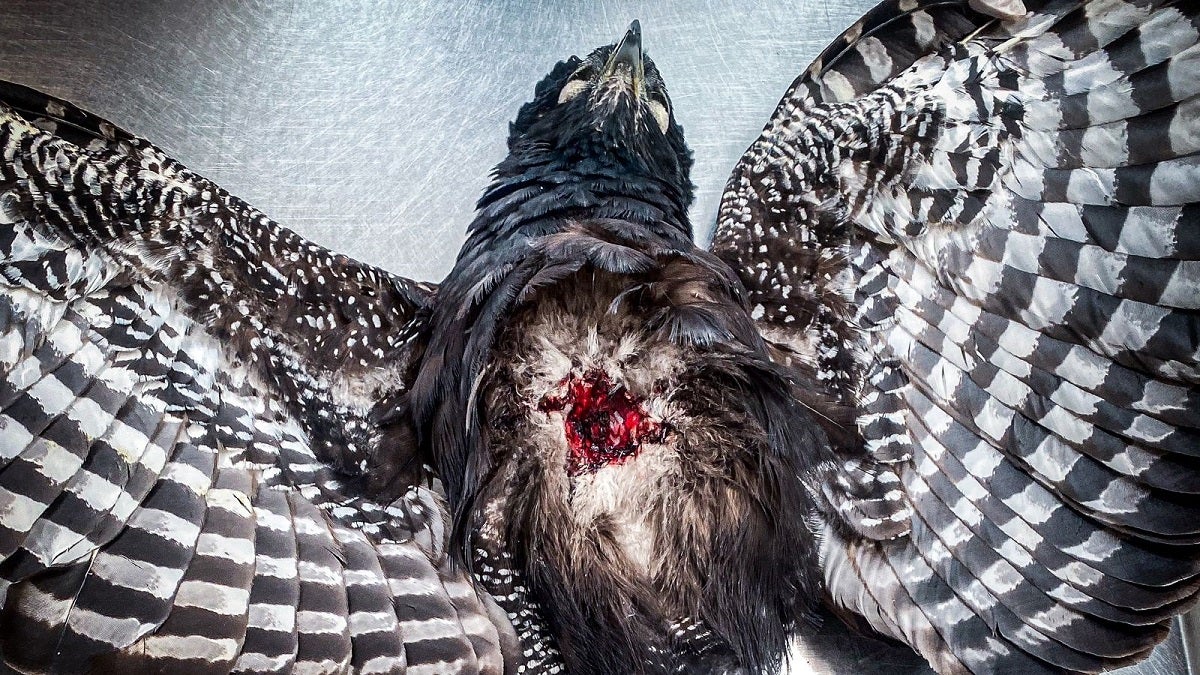 Águila negra llega con impacto de proyectil tipo perdigón en el Valle de Aburrá