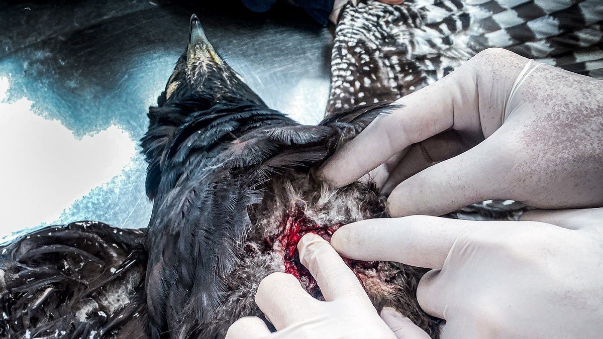 Águila negra llega con impacto de proyectil tipo perdigón en el Valle de Aburrá