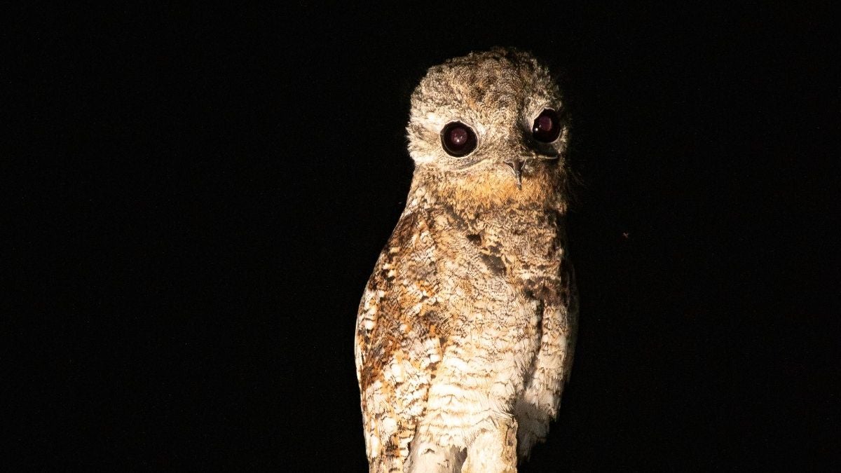 Animales - Antioquia - 2024