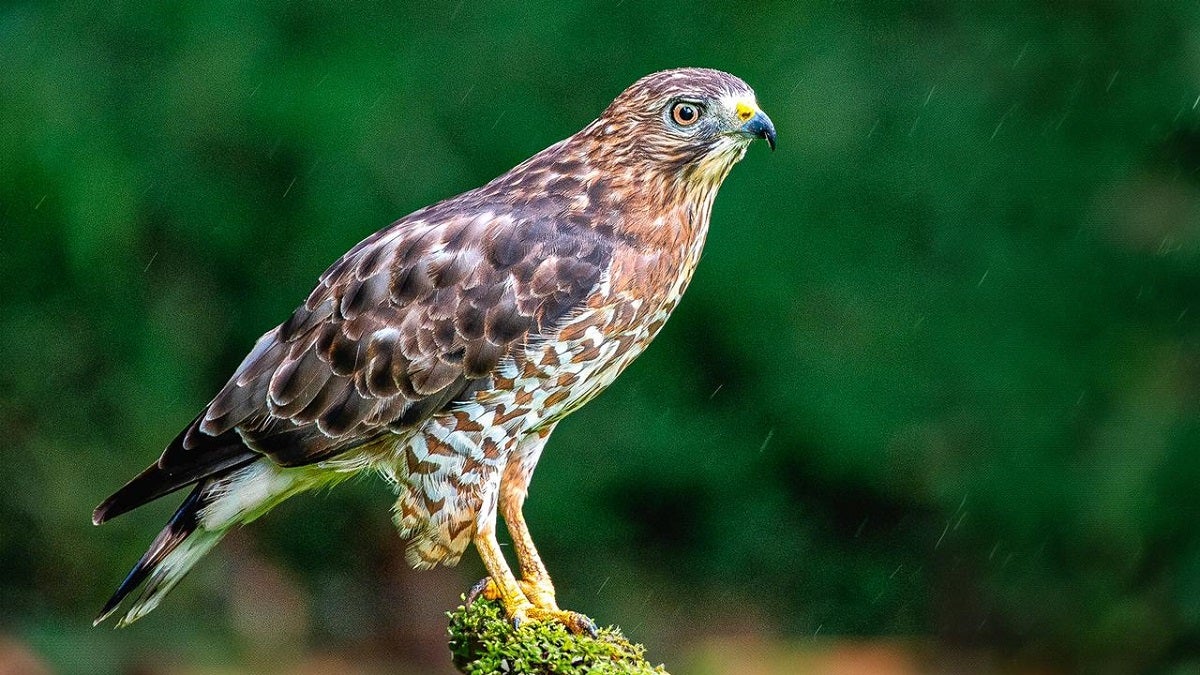 Aves migratorias en el Valle de Aburrá