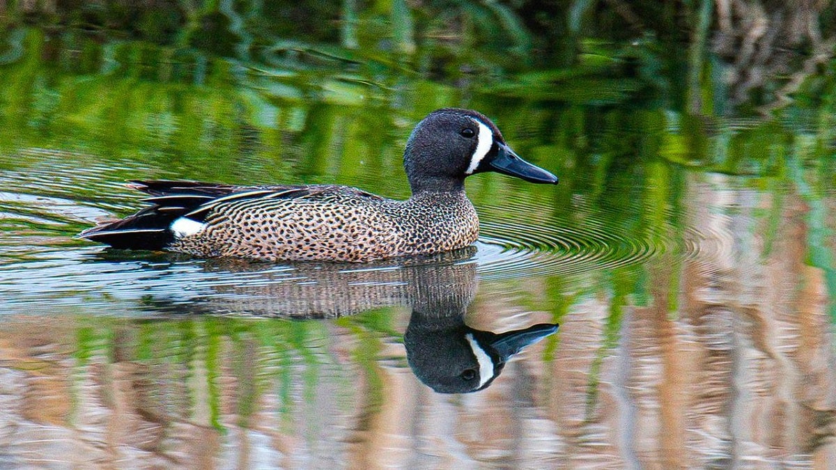 Aves migratorias en el Valle de Aburrá