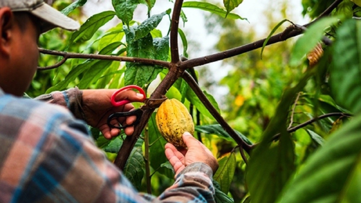 Necoclí se prepara para la primera versión de Cacao Festival
