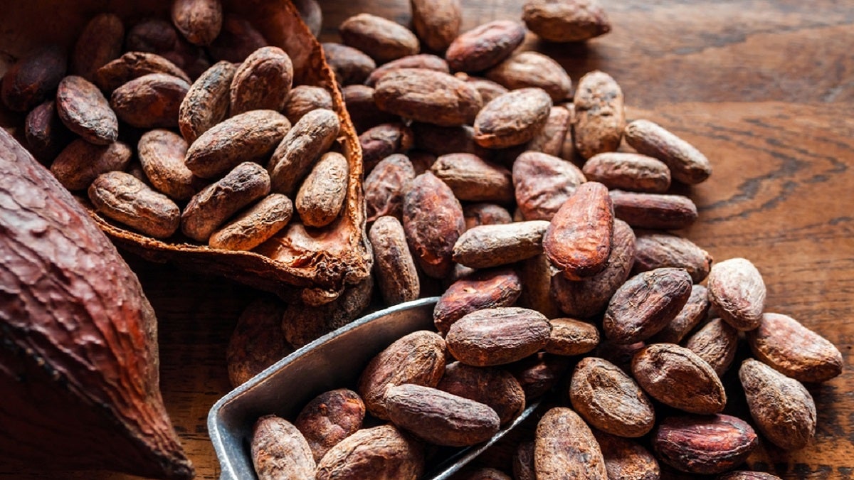 Necoclí se prepara para la primera versión de Cacao Festival