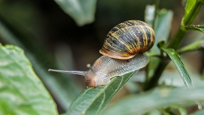 Caracoles invasores recolectados en el Valle de Aburrá