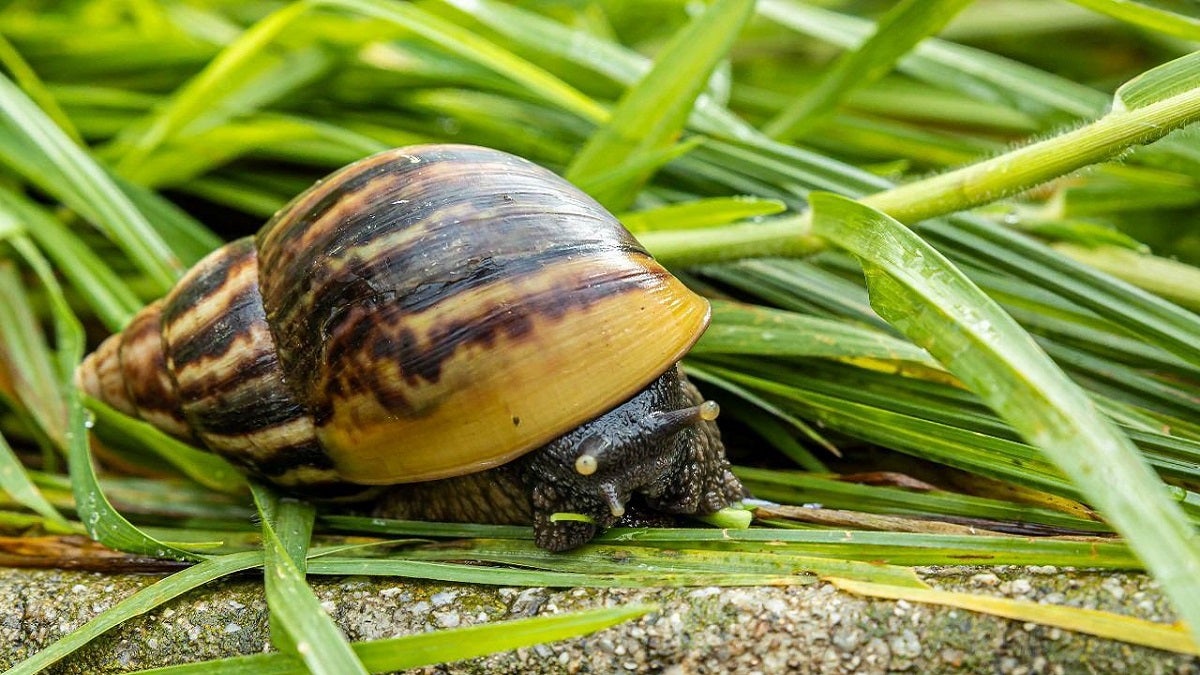 Caracoles invasores recolectados en el Valle de Aburrá