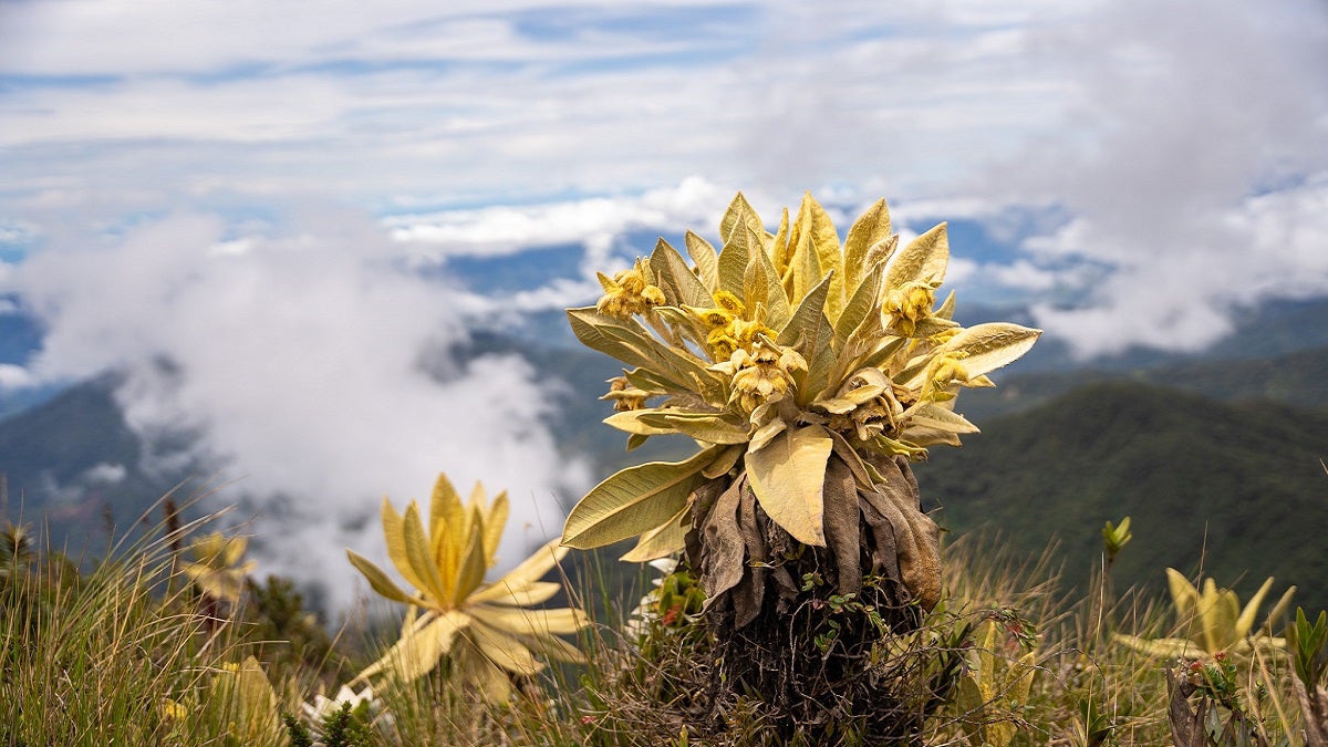 Cerro Las Palomas de Sonsón