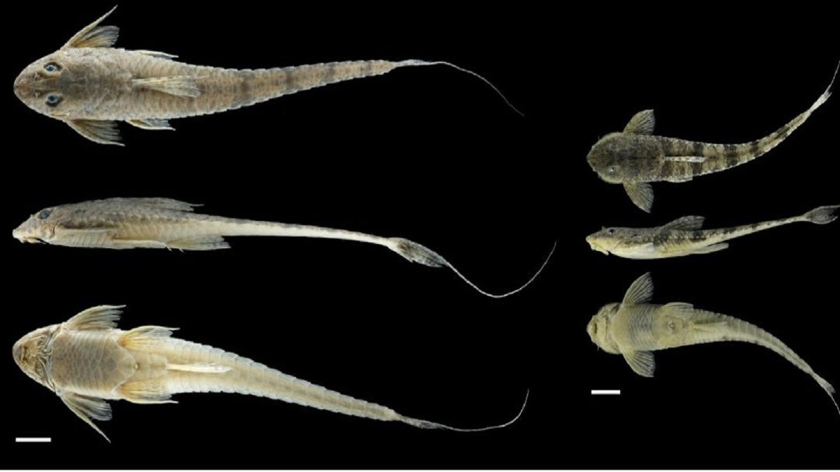 EPM informó sobre dos nuevas especies de peces en los ríos Magdalena y Atrato. Harán parte del inventario de biodiversidad acuática de Colombia.