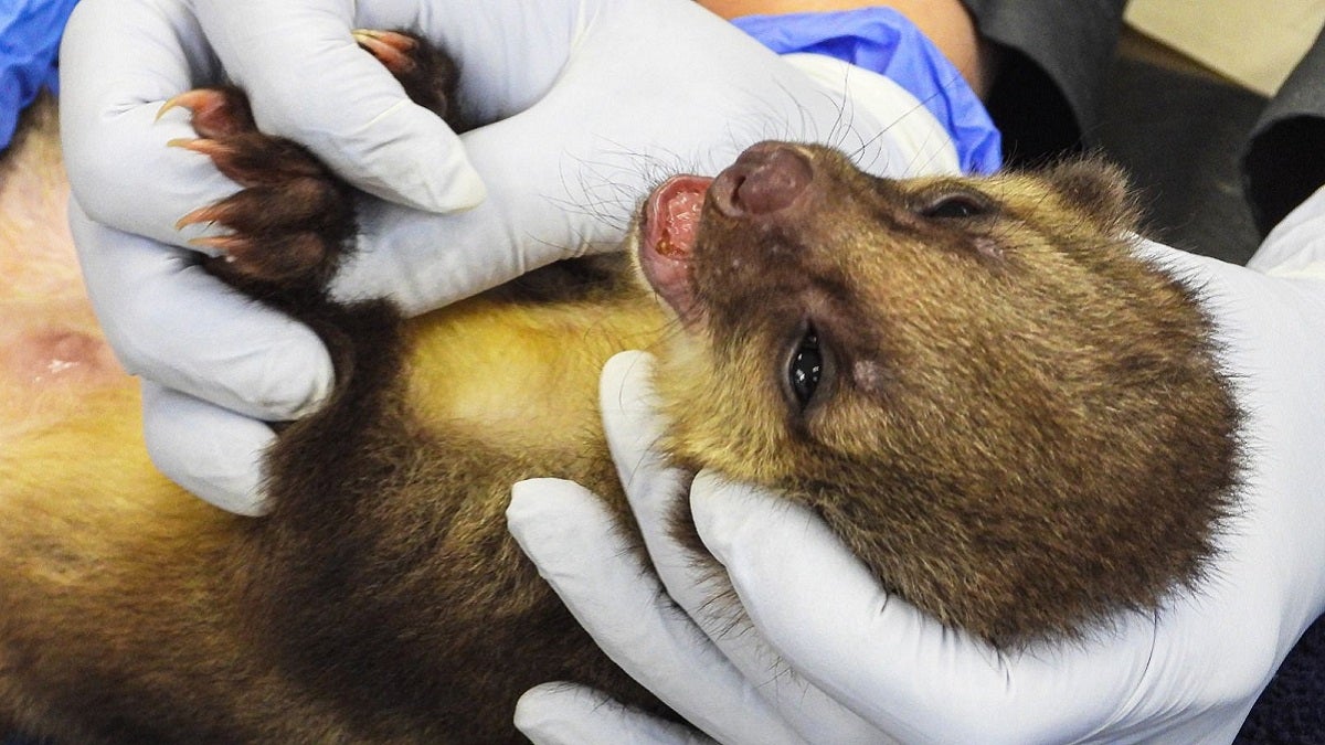 Fauna silvestre en el Valle de Aburrá