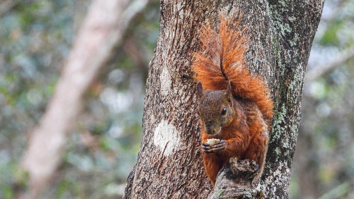 Fauna silvestre en el Valle de Aburrá