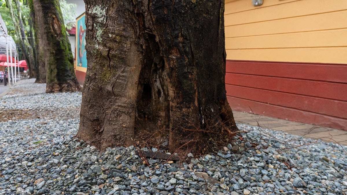 Comerciantes de Provenza se comprometen con el cuidado de los árboles del sector