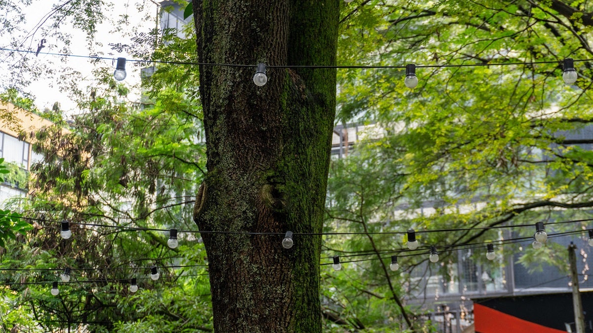 [FOTOS] En Provenza, comerciantes comenzaron el desmonte de letreros, luces y otros elementos de los árboles