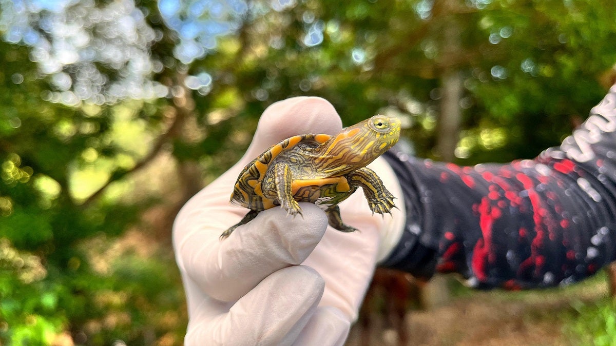 Regresan a la libertad más de 100 individuos silvestres en Antioquia