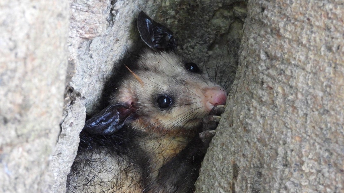 Regresan a la libertad más de 100 individuos silvestres en Antioquia