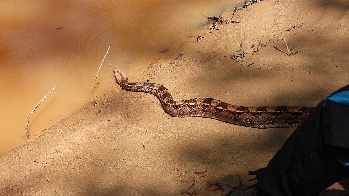 Regresan a la libertad más de 100 individuos silvestres en Antioquia