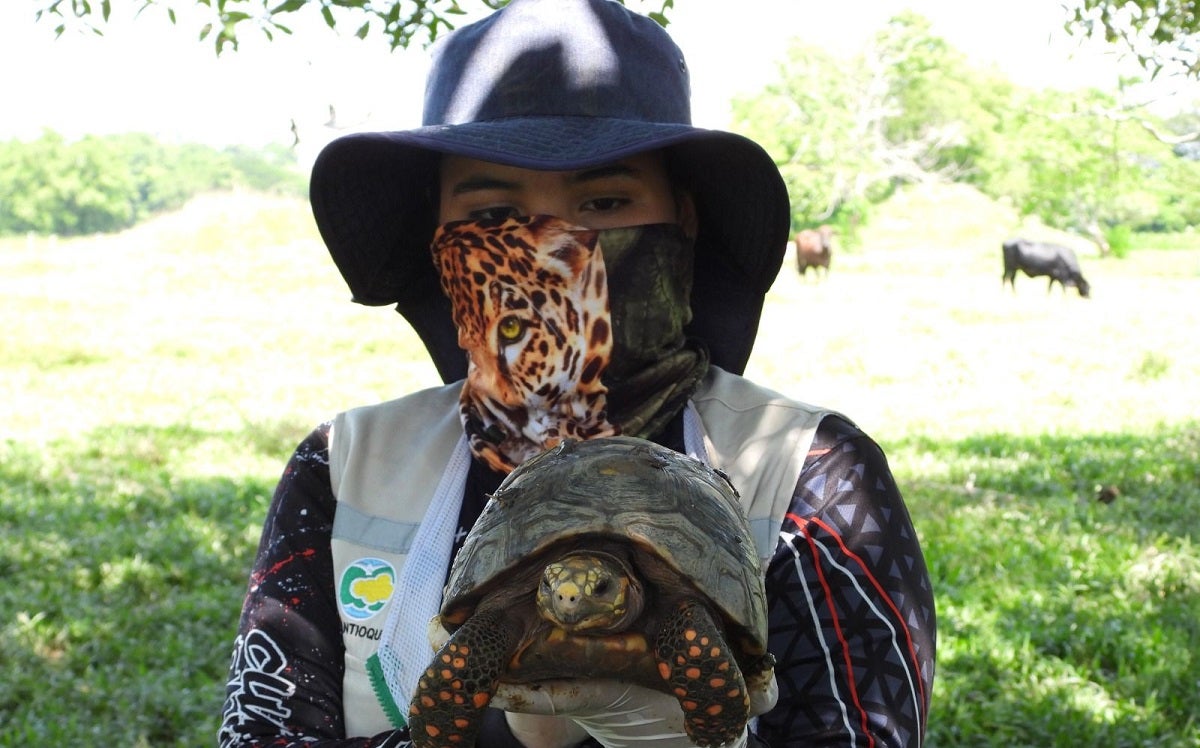 Regresan a la libertad más de 100 individuos silvestres en Antioquia