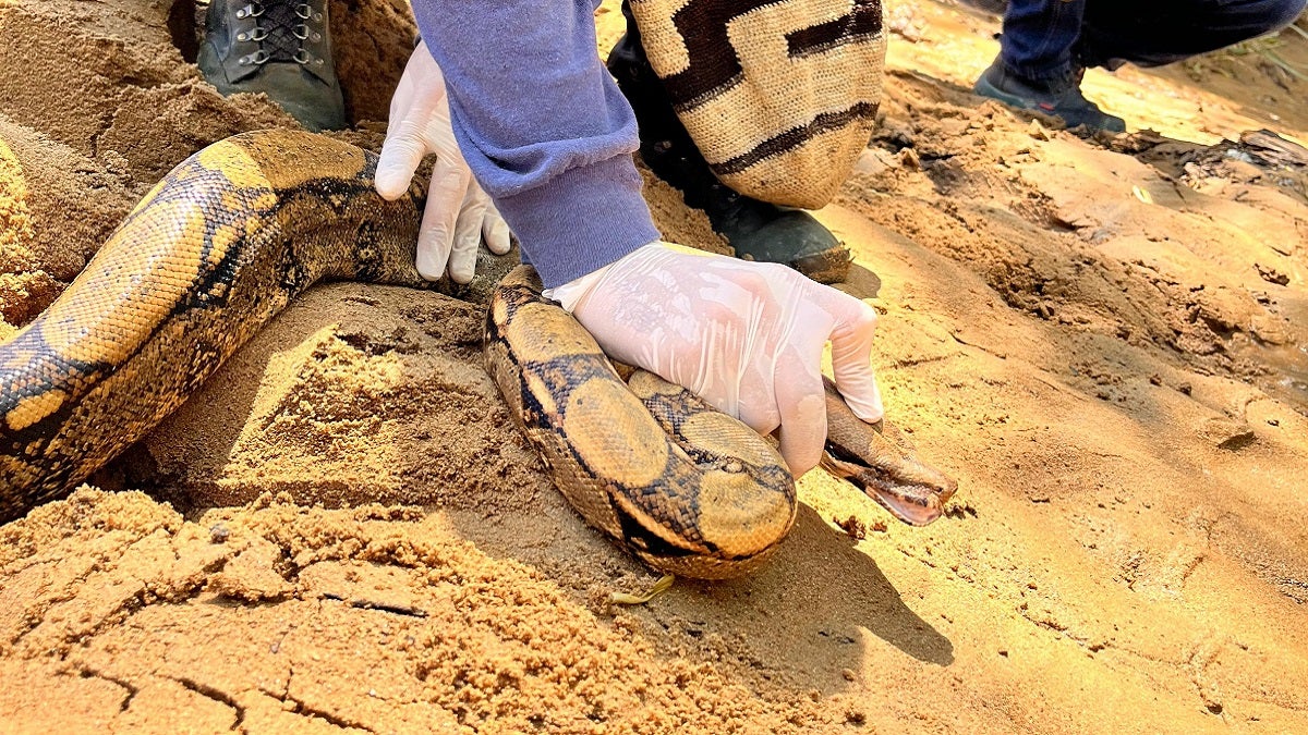 Regresan a la libertad más de 100 individuos silvestres en Antioquia