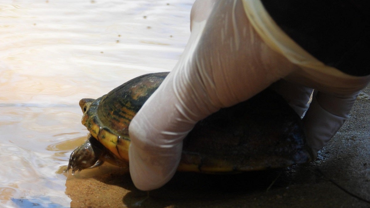 Regresan a la libertad más de 100 individuos silvestres en Antioquia