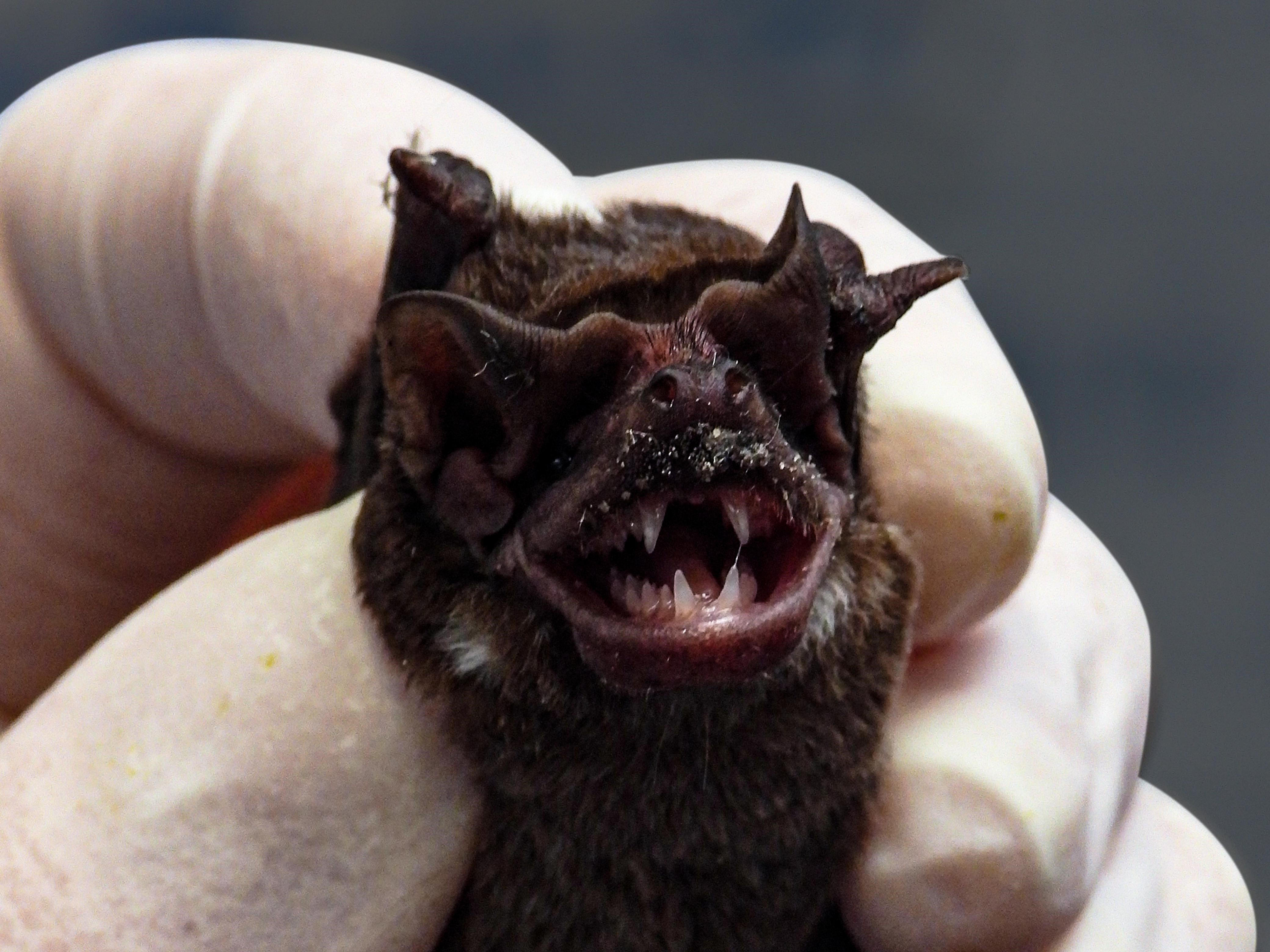 Protección de murciélagos del Área Metropolitana