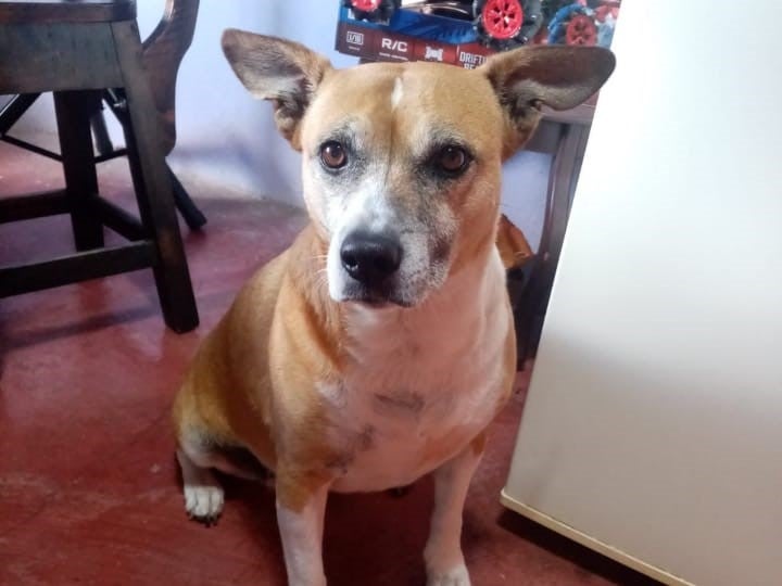 Mataron a una pequeña perrita en El Carmen de Viboral