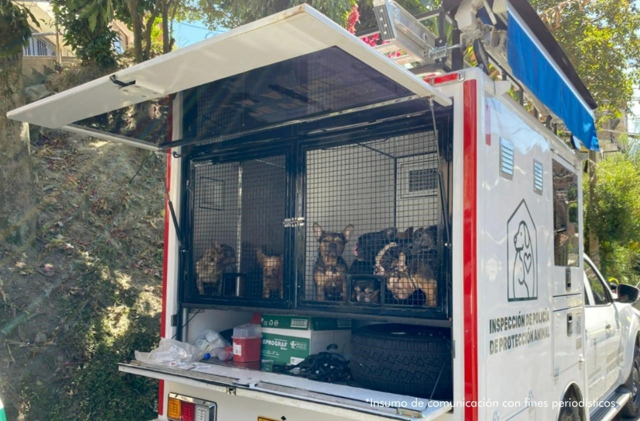 Perritos maltratos en Medellín