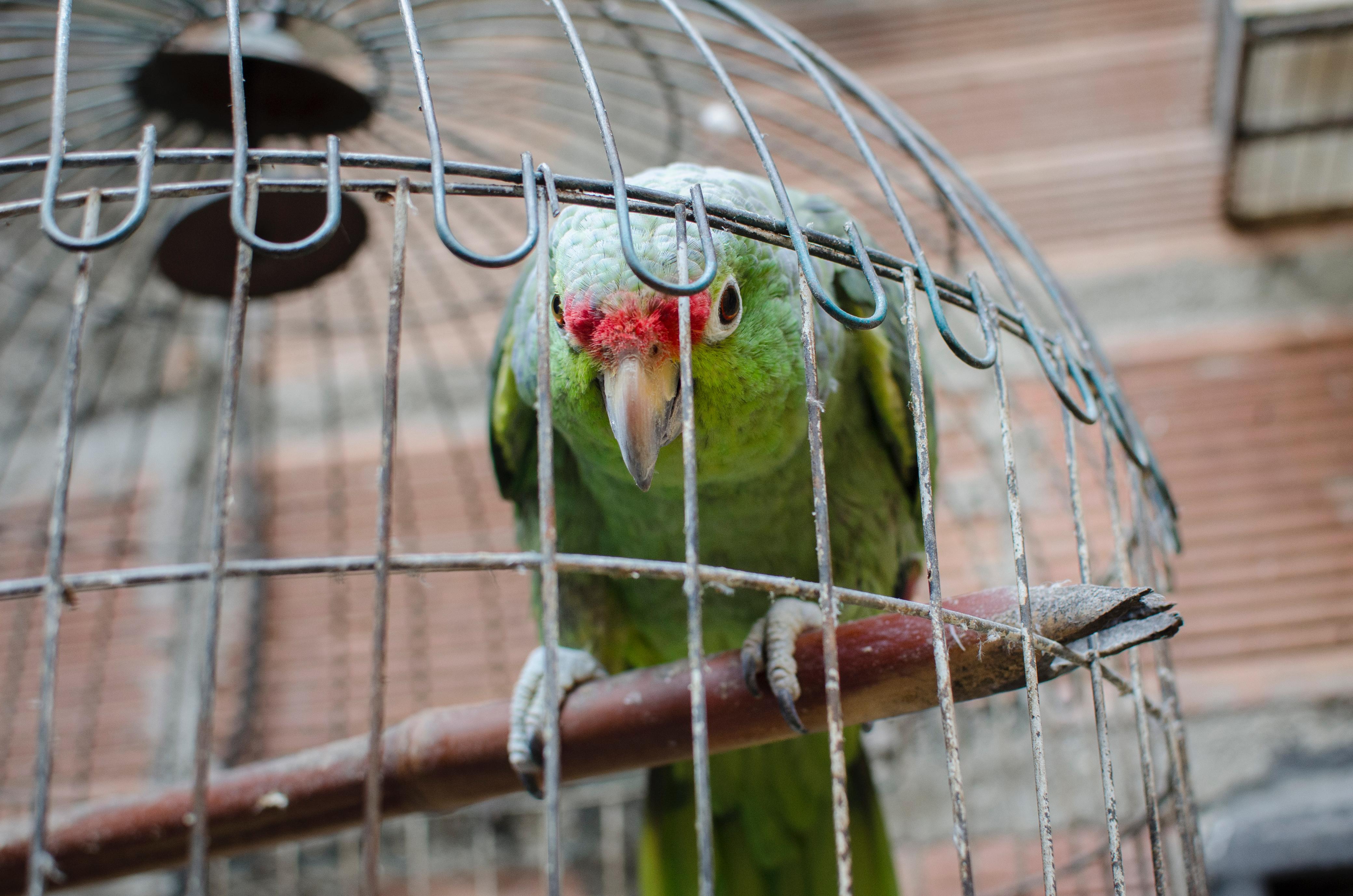 Aves maltratadas en Medellín