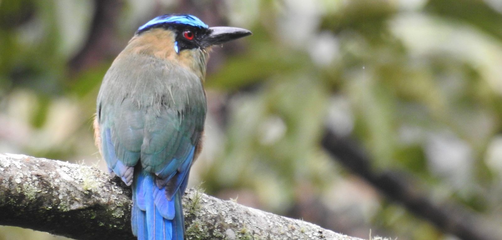 Consecuencias de la pólvora en animales
