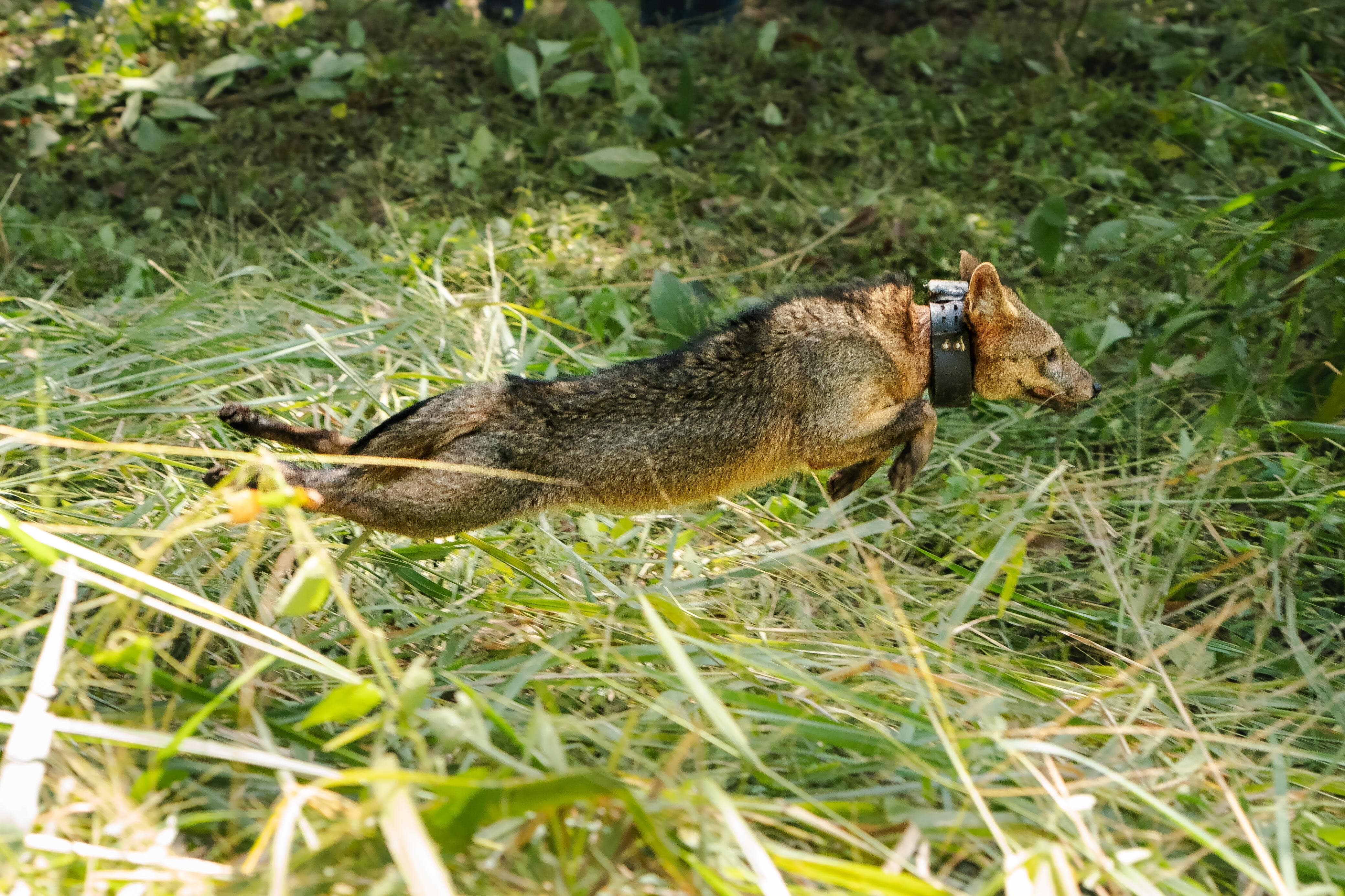 Liberación de animales silvestres en Medellín