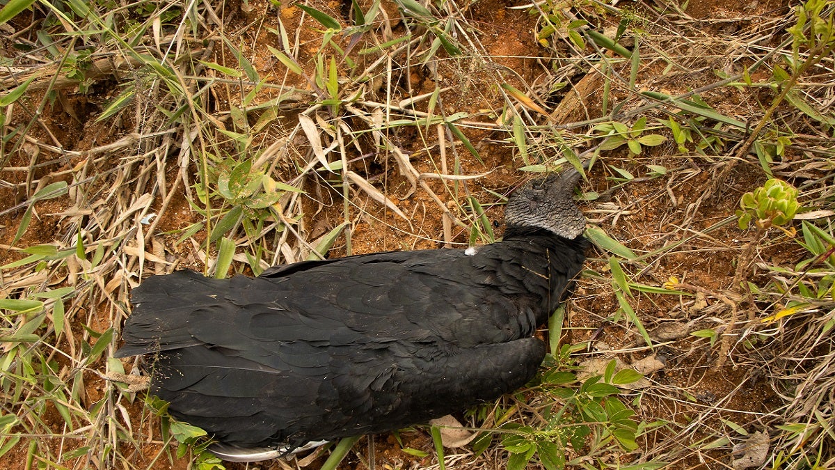 Cornare confirma envenenamiento para el caso de muerte masiva de gallinazos en Guarne