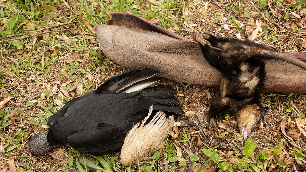 Cornare confirma envenenamiento para el caso de muerte masiva de gallinazos en Guarne