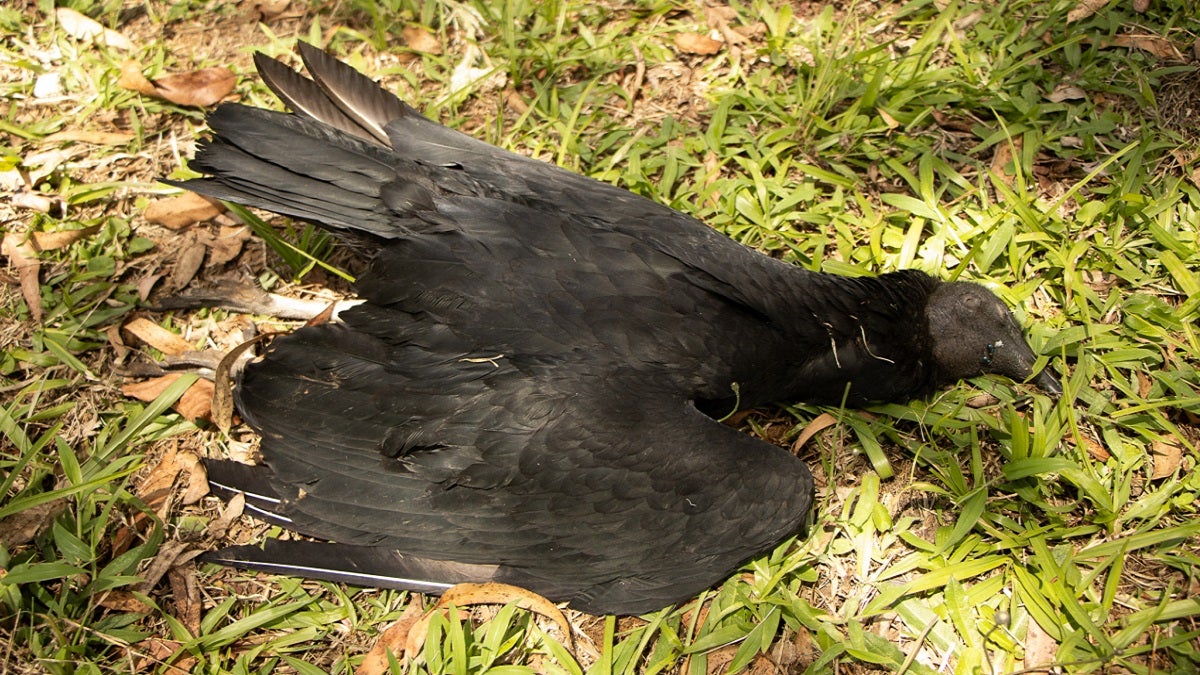 Cornare confirma envenenamiento para el caso de muerte masiva de gallinazos en Guarne