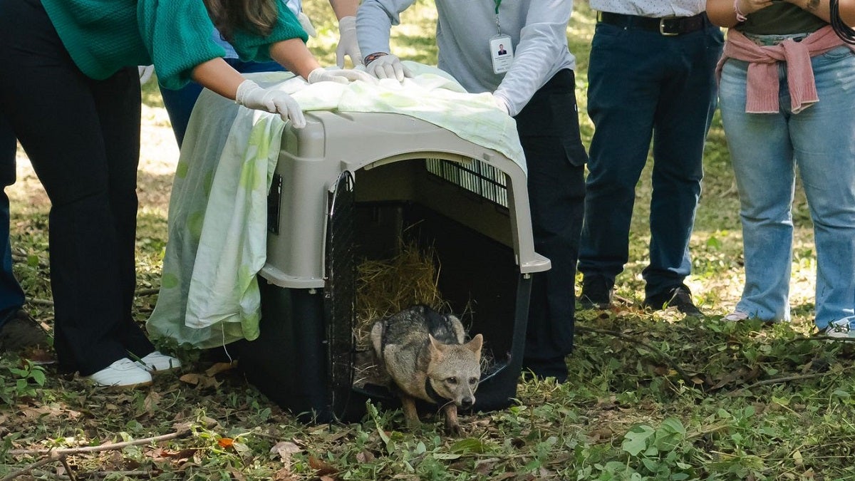 Liberación de animales silvestres en Medellín
