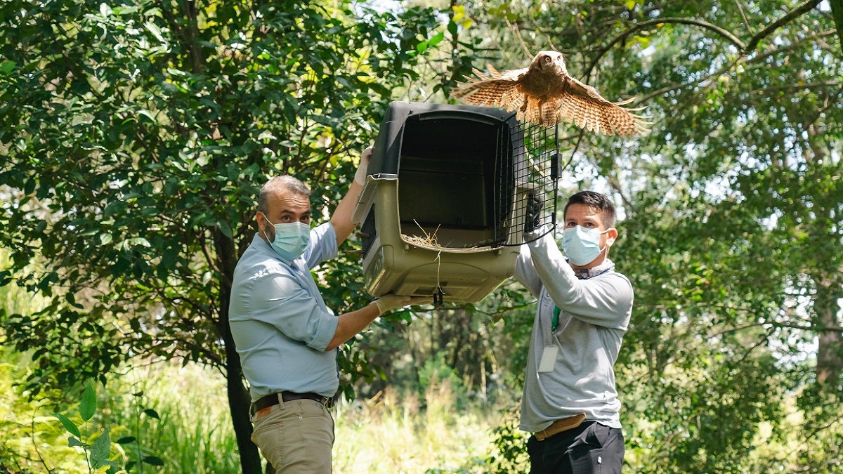 Liberación de animales silvestres en Medellín