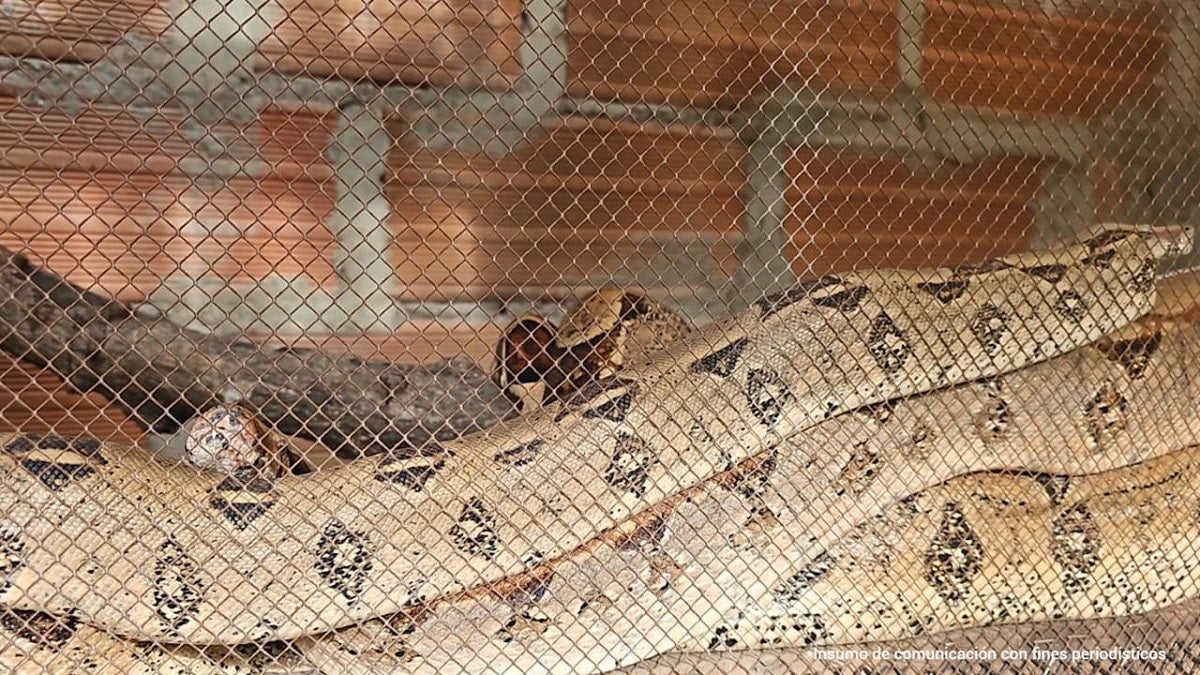 Caso de maltrato animal en Medellín