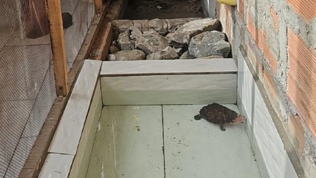 Caso de maltrato animal en Medellín