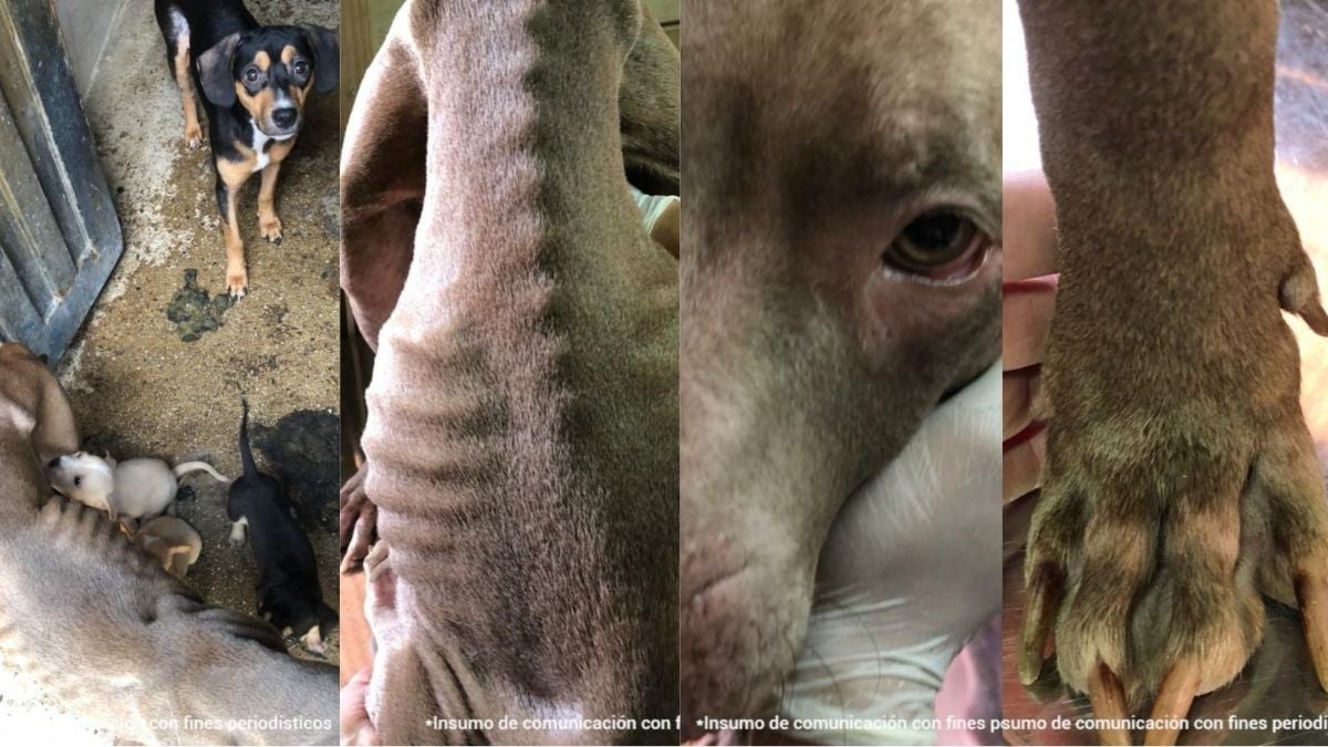 Caso de maltrato animal en Sabaneta