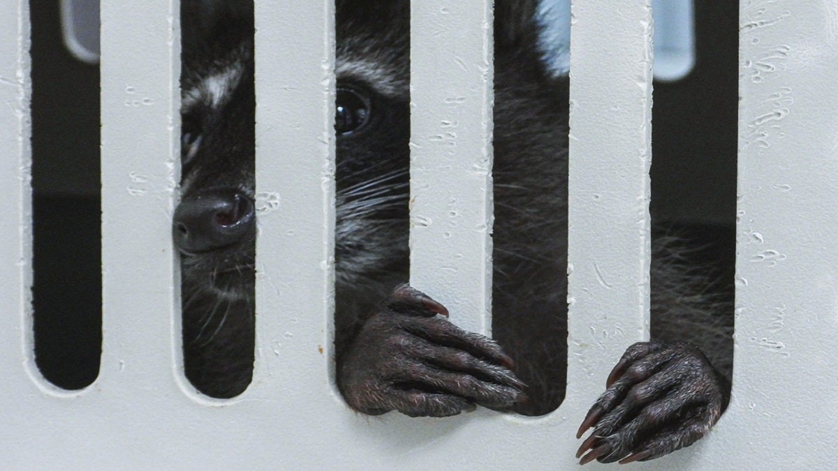 Mapache murió tras ser traficado ilegalmente