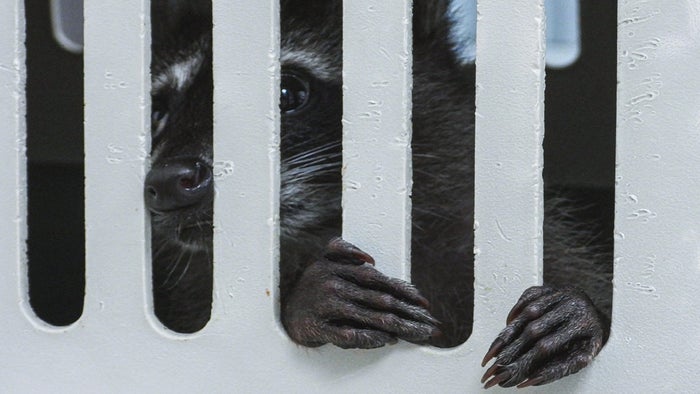 Mapache murió tras ser traficado ilegalmente