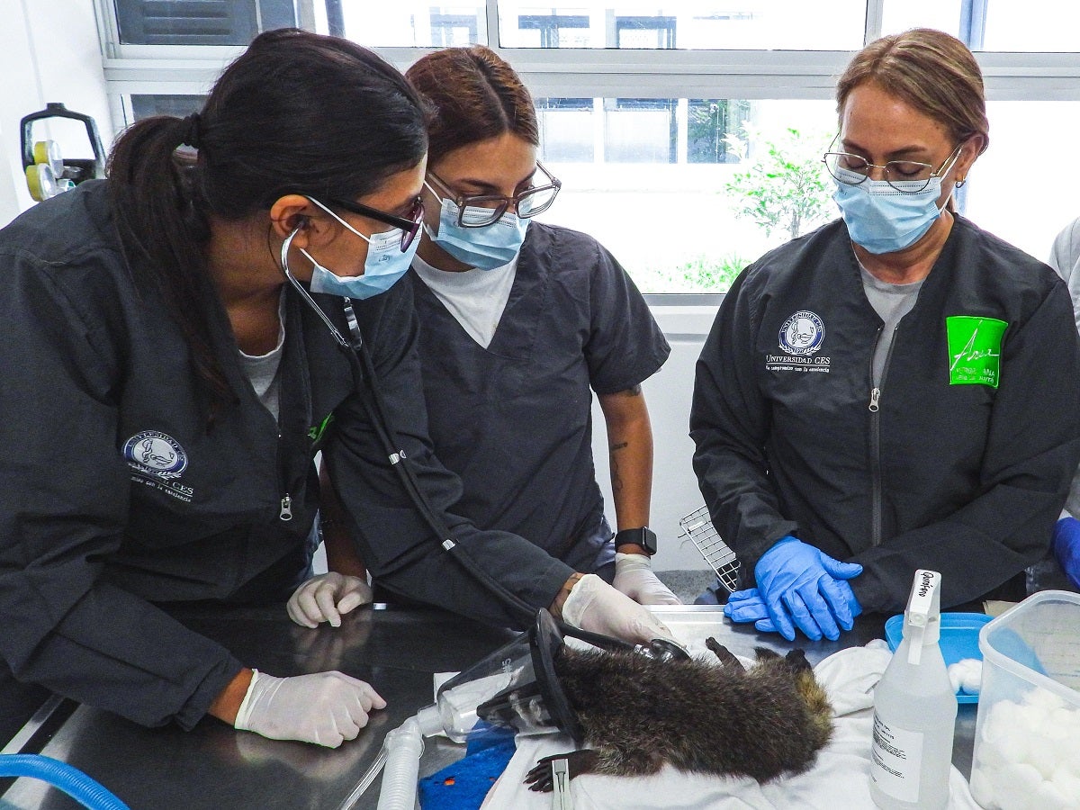 Mapache murió tras ser traficado ilegalmente