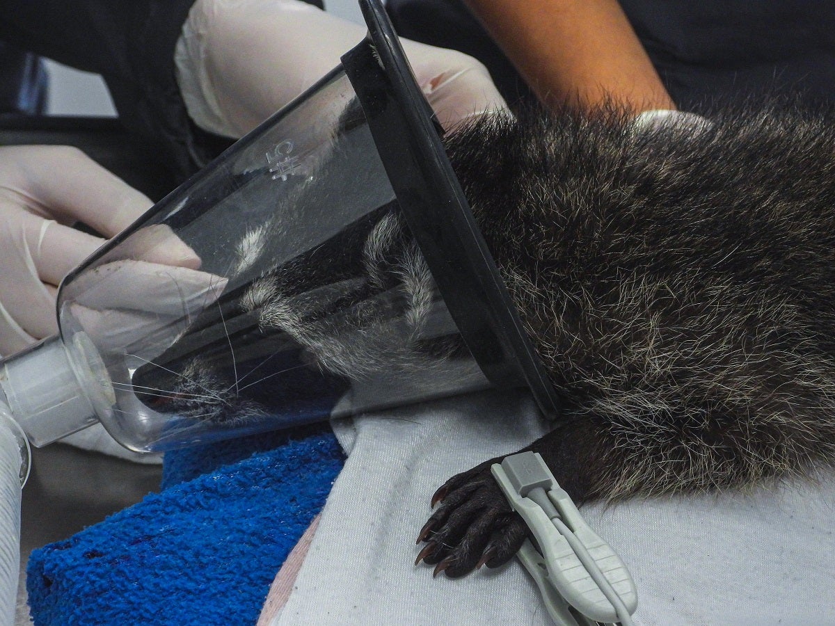 Mapache murió tras ser traficado ilegalmente