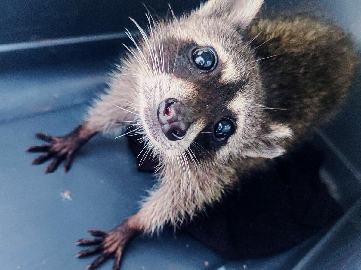 Mapache murió tras ser traficado ilegalmente