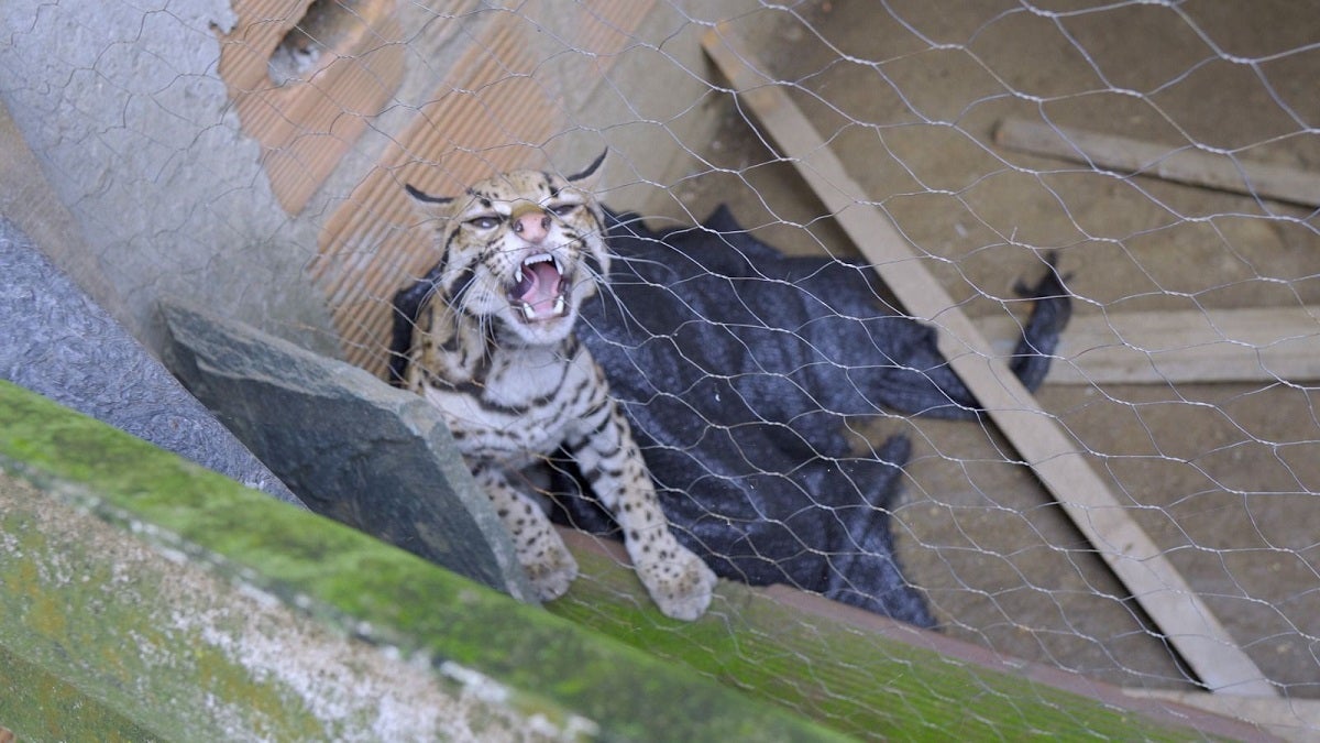 Rescatan ocelote en Antioquia