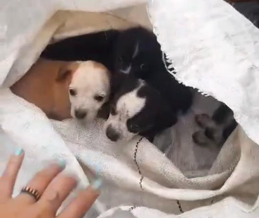 Indignación en Medellín por abandono de una perrita y sus cachorros dentro de un costal